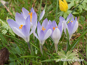 Krokus, bloemen, bloei, Elswout 2 170312