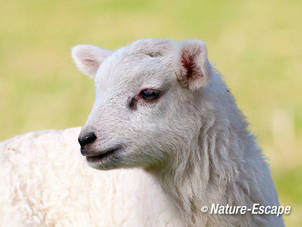 Schaap, Drents heideschaap, lam, portret, Elswout 1 3100312