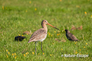 Grutto, Castricummerpolder 1 060412