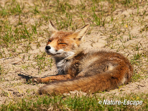 Vos, genietend van de zon, AWD1 300412