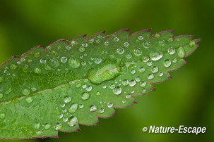 Wateraardbei, blad met waterdruppels, tB2 030512