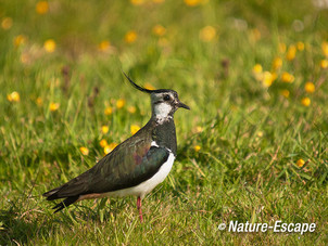 Kievit, Lagendijk Uitgeest 1 170512