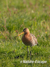 Grutto, Hempolder, Akersloot 1 170512