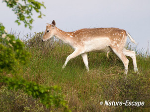 Damhert, bok, AWD1 190512