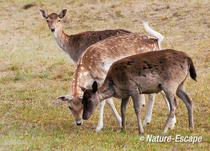 Damherten, AWD1 190512