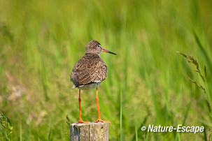 Tureluur, op paal, Castricummerpolder 1 020612