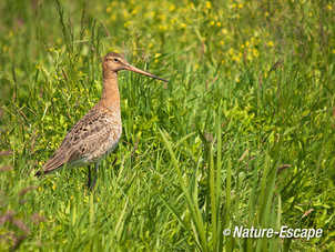 Grutto, in gras, in weiland, Zwmp 7 020612