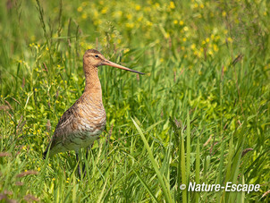 Grutto, in gras, in weiland, Zwmp 4 020612