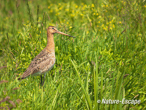 Grutto, in gras, in weiland, Zwmp 1 020612