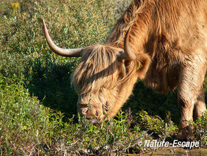 Schotse hooglander, foeragerend, Vogelmeer NPZK2 240712