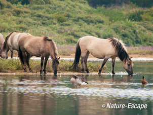 Konikpaard, konikpaarden, drinkend, Vogelmeer NPZk1 110812