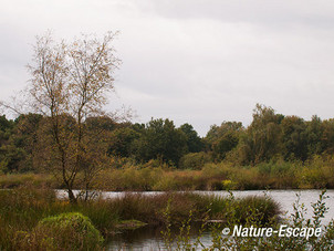 Meerbaansblaak, in de Groote Peel 1 131012