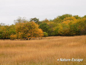 Herfstlandschap, herfst, in de Amsterdamse Waterleiding Duinen 1 201012