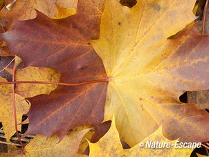 Noorse esdoorn, herfstblad, blad op de bodem, NHD Bakkum 1 231012