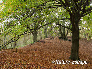 Beuken, in duinbos, NHD Castricum 5 261012