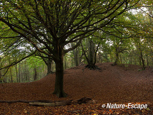 Beuken, in duinbos, NHD Castricum 1 261012