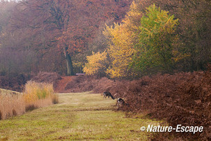 Herfst, Amsterdamse Waterleiding Duinen 1 171112