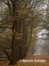 Veldesdoorn, veldesdoorns, langs bospad, AWD1 171112