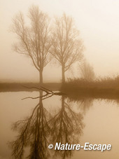 Bomen, in de mist, Krommeniedijk 1 241112