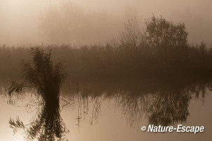 Riet, in de mist, Krommeniedijk 5 241112