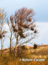 Berk, met heksenbezems, Zwanenwater 1 271012