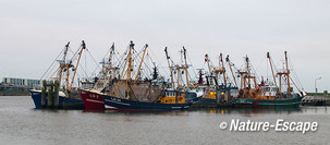 Vissersboten, na zonsondergang,  haven van Lauwersoog 3 050113