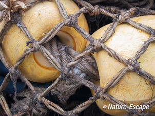 Drijver, in net, haven van Lauwersoog 2 050113