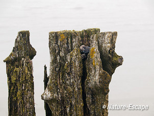 Verweerde houten paal, met mossel, wad bij Moddergat 1 050113