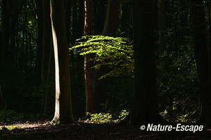 Beuk, beukenblad, in bos, beschenen door de zon Elswout 3 260712