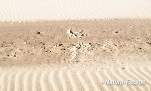 Patronen, ribbels in het zand, strand Heemskerk 1