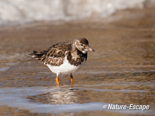 Steenloper, Strand bij De Kerf Schoorl 3 210213