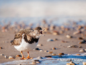 Steenloper, gapend, Strand bij De Kerf Schoorl 1 210213