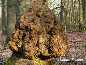 Zomereik, met maserknol, Leyduin 2 220213