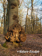 Zomereik, met maserknol, Leyduin 1 220213