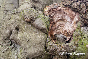 Beuk, open maserknol, op oude beuk Boekesteyn, Natuurmonumenten 1 230213