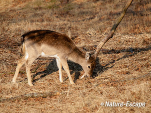 Damhert, kalf, AWD2 010413