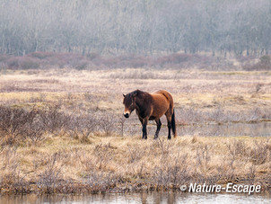 Exmoor pony, Doornvlak 3 130413