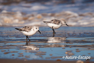 Drieteenstrandlopers, strand bij de Kerf Schoorl 1 200413