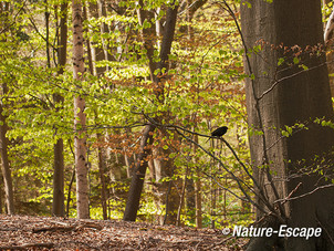 In het bos, buitenplaats Gooilust, Natuurmonumenten 010513