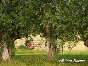 Paard, pony, tussen knotwilgen, langs de Lange Linschoten 1 130713