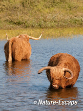 Schotse hooglanders, in water, Doornvlak 1 090713