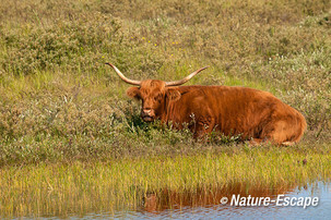 Schotse hooglander, rustend, Dvlak2 090713