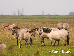 Konikpaarden, Oostervaardersplassen 3 210913