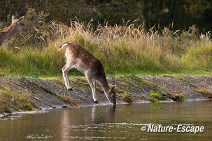 Damhert, kalf, water, drinkend, AWD 221013