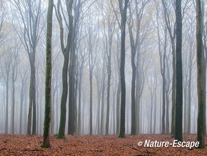 Speulderbos, herfst, herfstkleuren, mist, nevel, Speulderbos 14 161113