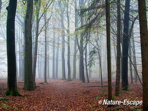 Speulderbos, herfst, herfstkleuren, mist, nevel, Speulderbos 2 161113