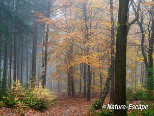 Speulderbos, herfst, herfstkleuren, mist, nevel, Speulderbos 8 161113