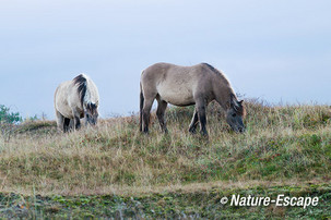 Konikpaard, konikpaarden, NHDWmd 1 231113