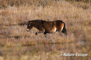 Exmoor pony, lopend, moeras, Starrevlak, NHD Egmond 2 231113