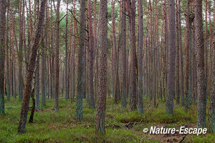 Dennen, in het Leuvenumse Bos 3 040114